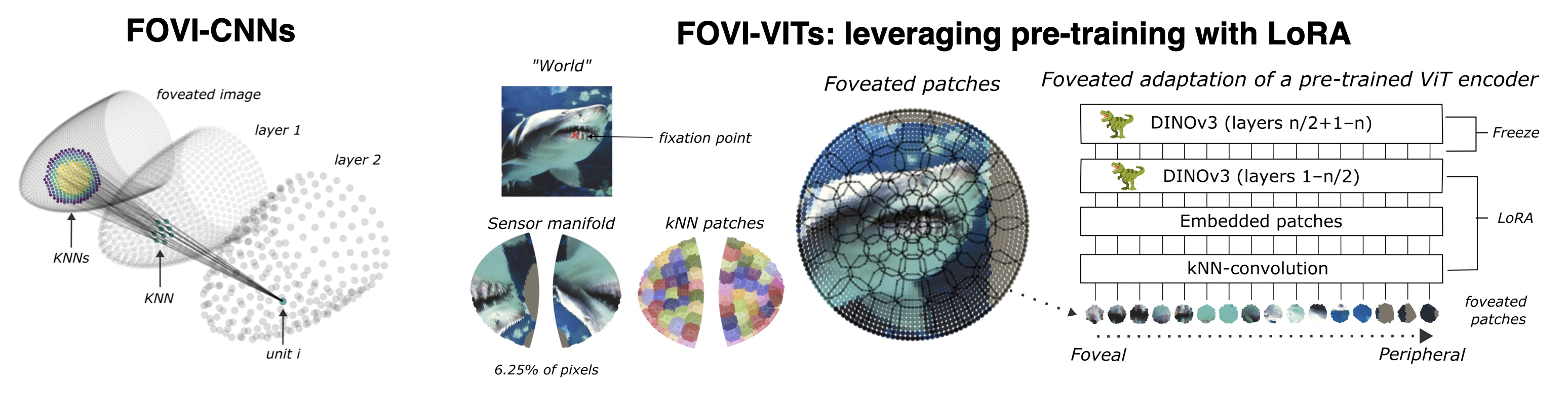 FOVI architecture diagrams showing hierarchical kNN-convolution, manifold kernels, foveated patches, and DINOv3 adaptation.