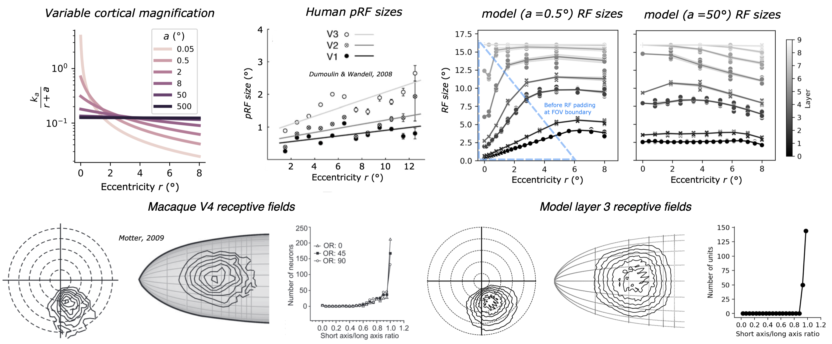 Receptive field analyses comparing variable cortical magnification, human pRF sizes, model receptive field sizes, and receptive field shapes.